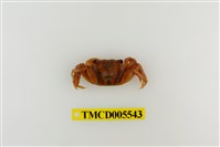 藏品(斑點擬相手蟹)的圖片